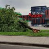 Под Львовом во время урагана дерево убило женщину