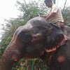 Родственники огорчены: мужчина завещал часть имущества слонам