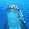 В Одессе на берегу моря заметили дельфинов (видео)