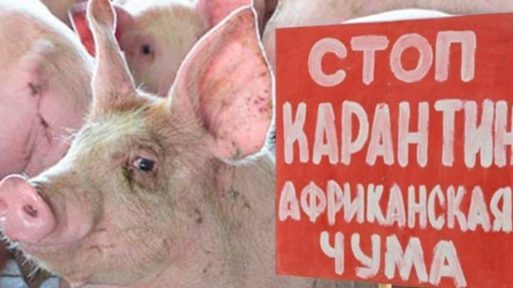 В Китае испытали вакцину от африканской чумы свиней/ Фото: delo.ua