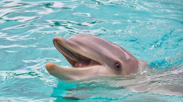 Дельфин / Фото: Pixabay