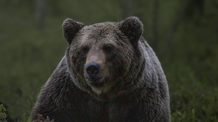 Медведь / Фото: Pixabay
