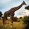 Туристы испугались "хищного" жирафа (видео)