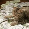 "Котенок-бухгалтер" нашел работу в банке (видео)