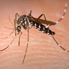 Ученые выяснили, передают ли коронавирус комары