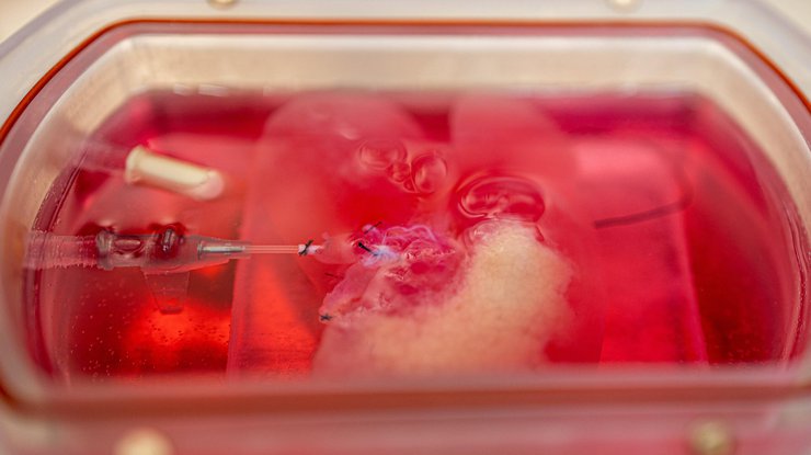 Ученые вырастили и пересадили крысе человеческую печень/ Фото: theins.ru