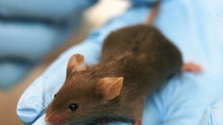На спине мыши ученые вырастили человеческие уши с помощью 3D-печати/ Фото: zn.ua