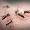 Жительница Норвегии наловила ведро комаров за десять дней (фото)