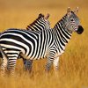 Куда смотрит зебра: оптическая иллюзия "взорвала" интернет