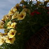 У Литві влаштували квітковий фестиваль у старовинній садибі