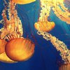 Медузы "атаковали" Азовское море (видео) 