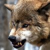 В Луганской области волк утащил девочку