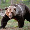 Фотогеничный медведь "сделал" селфи с туристами (видео)