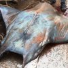 Рыбаки словили 800-килограммового ската (видео)