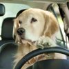 В США собака угнала автомобиль и час ездила по кругу (видео)