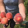 Найкращі в Україні: на Закарпатті дозріли високогірні персики