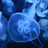 Азовские пляжи массово "атакуют" медузы (видео)