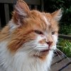 В Великобритании ушел из жизни кот-рекордсмен