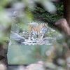 Тигрица убила сотрудницу зоопарка в Цюрихе