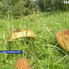 Знищені лісові гриби та ягоди Прикарпаття: люди втратили основне джерело прибутку