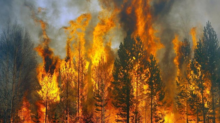 Фото: лесной пожар / sites.google.com
