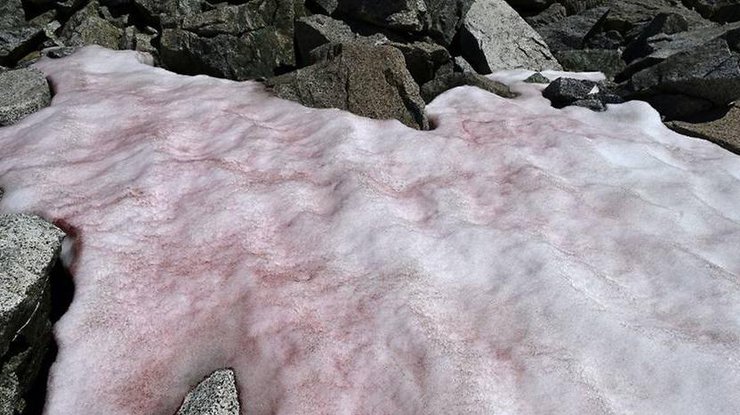 Розовый ледник / Фото: AFP