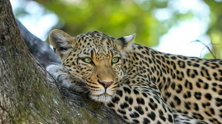 Леопард / Фото: Pixabay