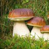 Почему грибы опасны для здоровья: ответ медиков