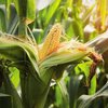 Диетологи перечислили полезные свойства кукурузы 