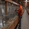 У США від коронавірусу потерпають хутрові ферми