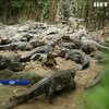 Крокодили в Індії опинилися на межі голоду
