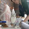 Дизайнерка з Китаю створює вишукане вбрання для котів