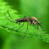 Биологическая бомба: в природу выпустят миллионы комаров-самоубийц