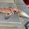Канадские рыбаки поймали длинноносое чудище (фото)