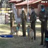 У Чилі навчили собак виявляти Covid-19