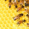 Пчелиный мед вместо сахара: восемь причин включить в рацион