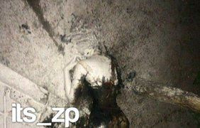 В Запорожье нашли сожженный труп девушки/ Фото: verge.zp.ua