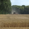 Україна очікує на рекордний врожай зернових