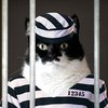 Кота "закрыли" в следственном изоляторе за контрабанду героина