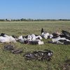 В природном парке под Одессой град убил сотни птиц (фото)
