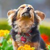 Кинологи назвали опасные для собак цветы и растения