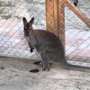Под Киевом кенгуру сбежал из зверинца: обещано вознаграждение (фото, видео)