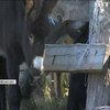 На Київщині з'явилася перша в Україні віслюча ферма