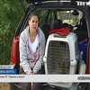 Волонтери врятували від загибелі трійко лисенят у Бучанському міському парку