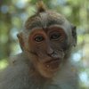 Шимпанзе-воровка устроила фотосессию с похищенным гаджетом (видео)