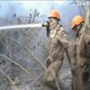 Лісові пожежі у Бразилії загрожують популяції ягуарів
