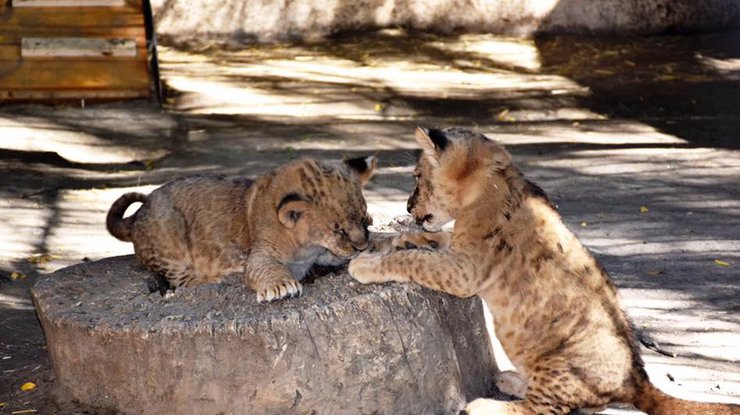 Фото: Одесский зоопарк