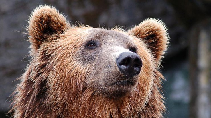 Медведь / Фото: Pixabay
