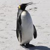 Гордое одиночество: пингвин смотрит мультики в зоопарке (видео)