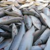 Мировые фастфуды перейдут на "желейных" рыб 